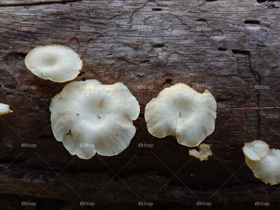 a fungus that grows on the trunk of a coconut tree.