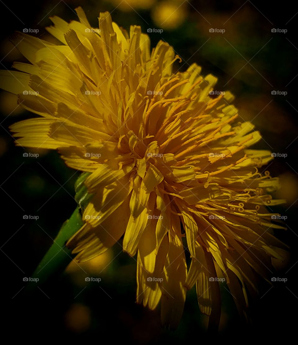 dandelion