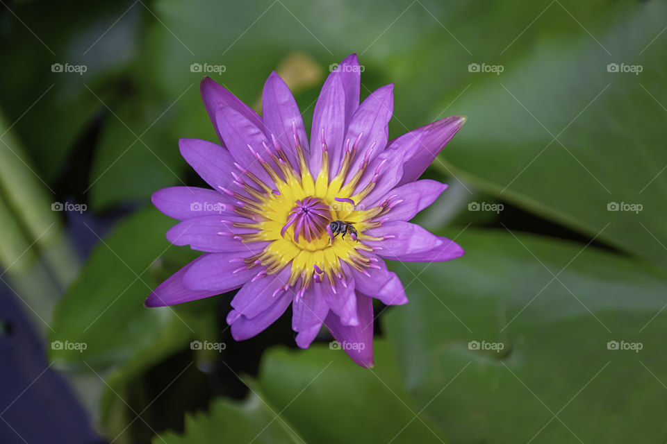 Bee on a pink lotus blooming in the pond.