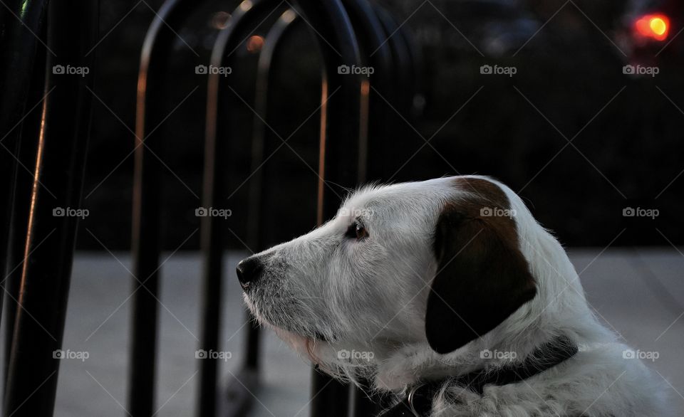 Good dog patiently waiting for owner outside of grocery