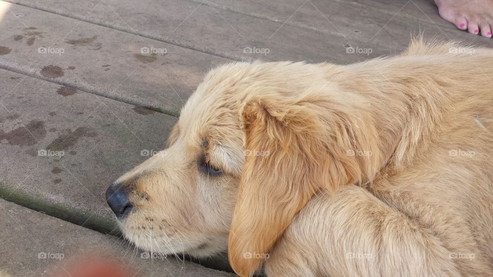 Cute puppy taking a nap