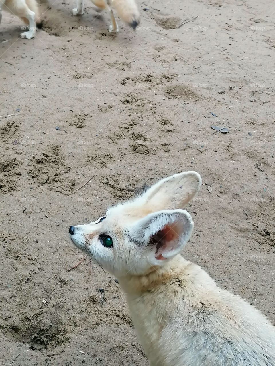 Fennec