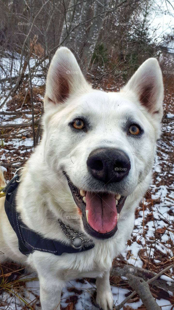 Siberian husky dog enjoying the outdoors. Happy dog!