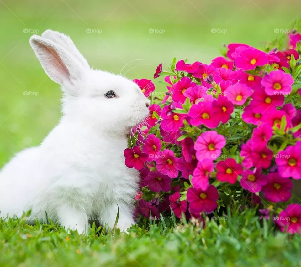 Rabbit