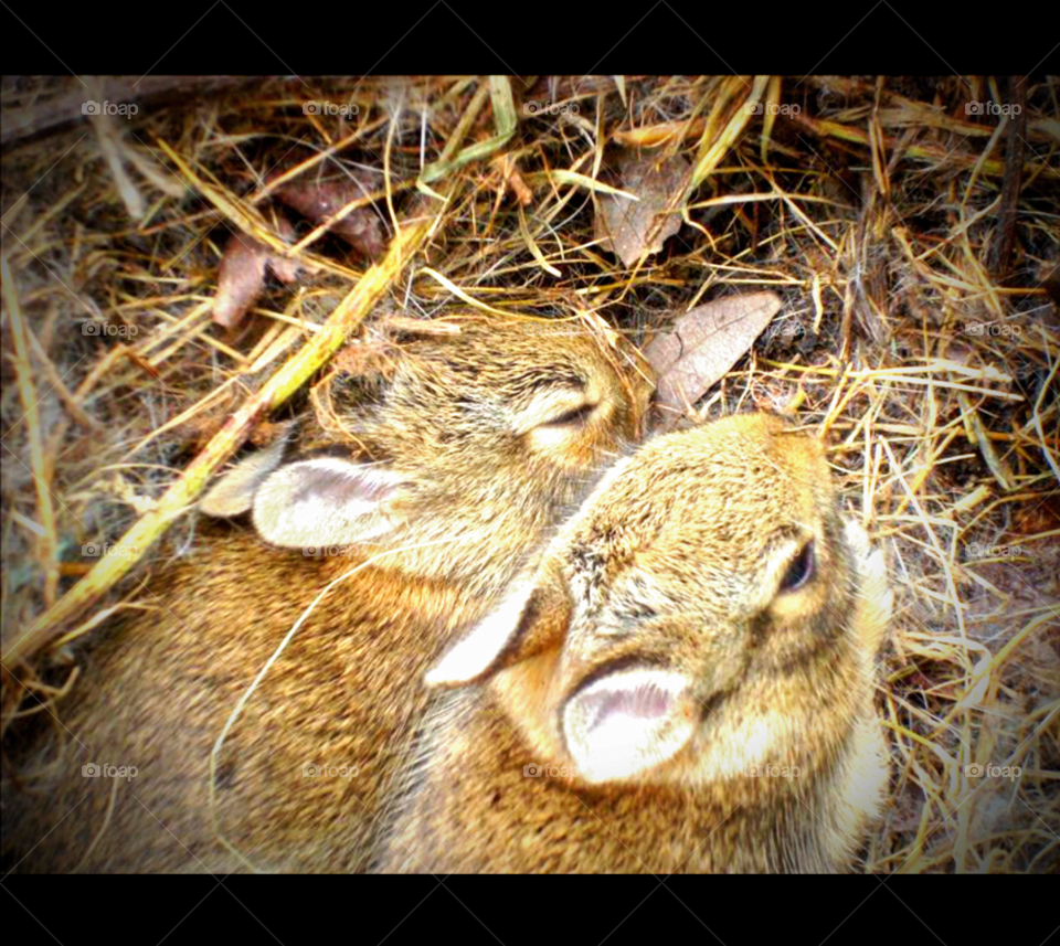 baby bunny bundle