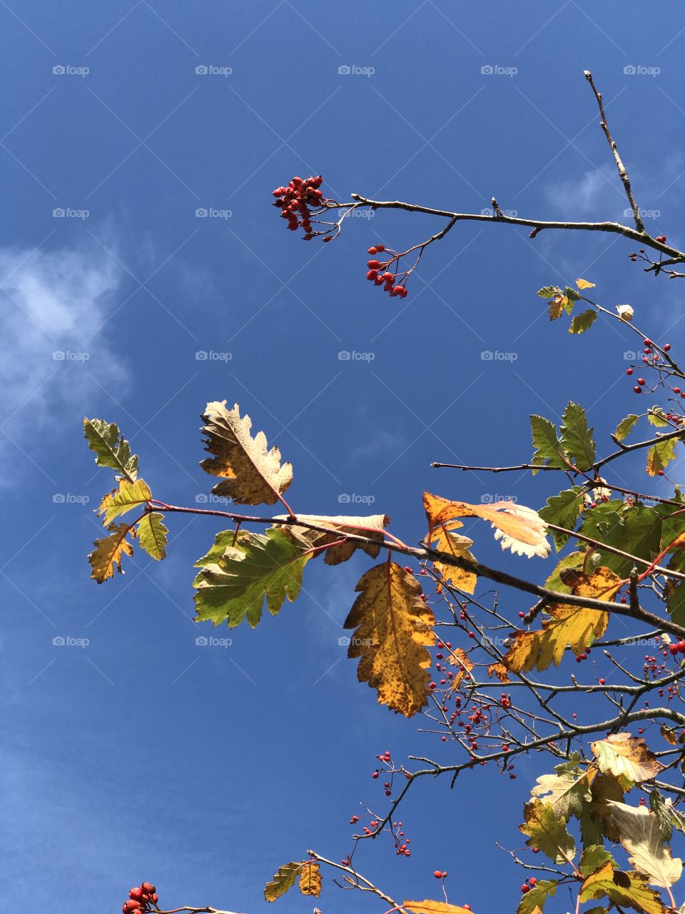 Looking upwards at leaves and berries of a rowan tree in autumn against clear blue sky