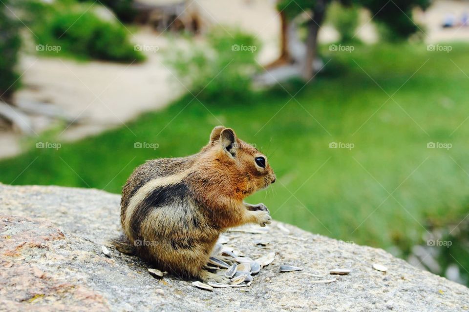 Rocky Mountain Chipmunk 