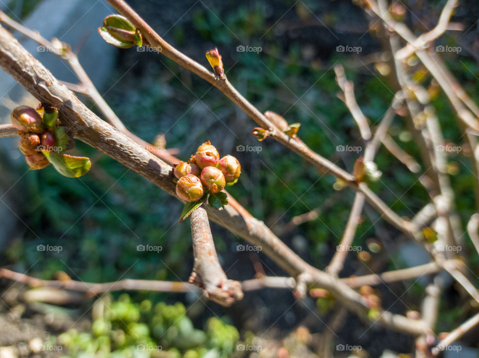 Japanese quince, in the spring in the garden. March.