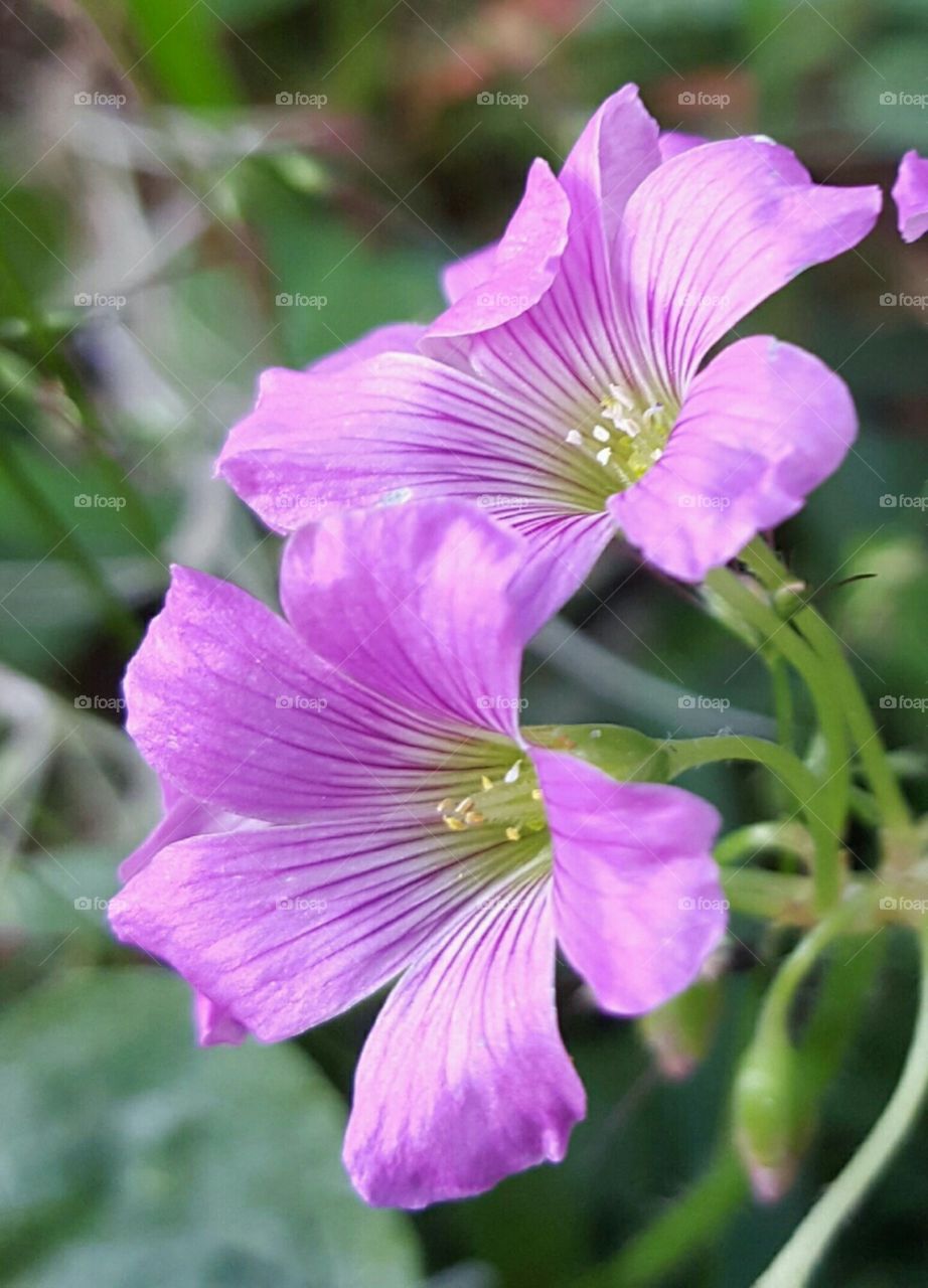 tiny purple flowers