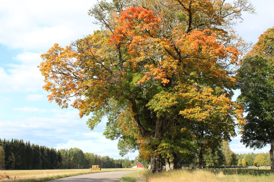 Multicolored maple in autumn. Photo taken in Småland, Sweden