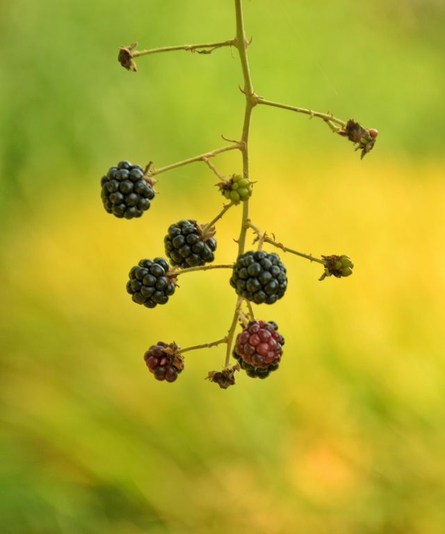 raspberry delicious
