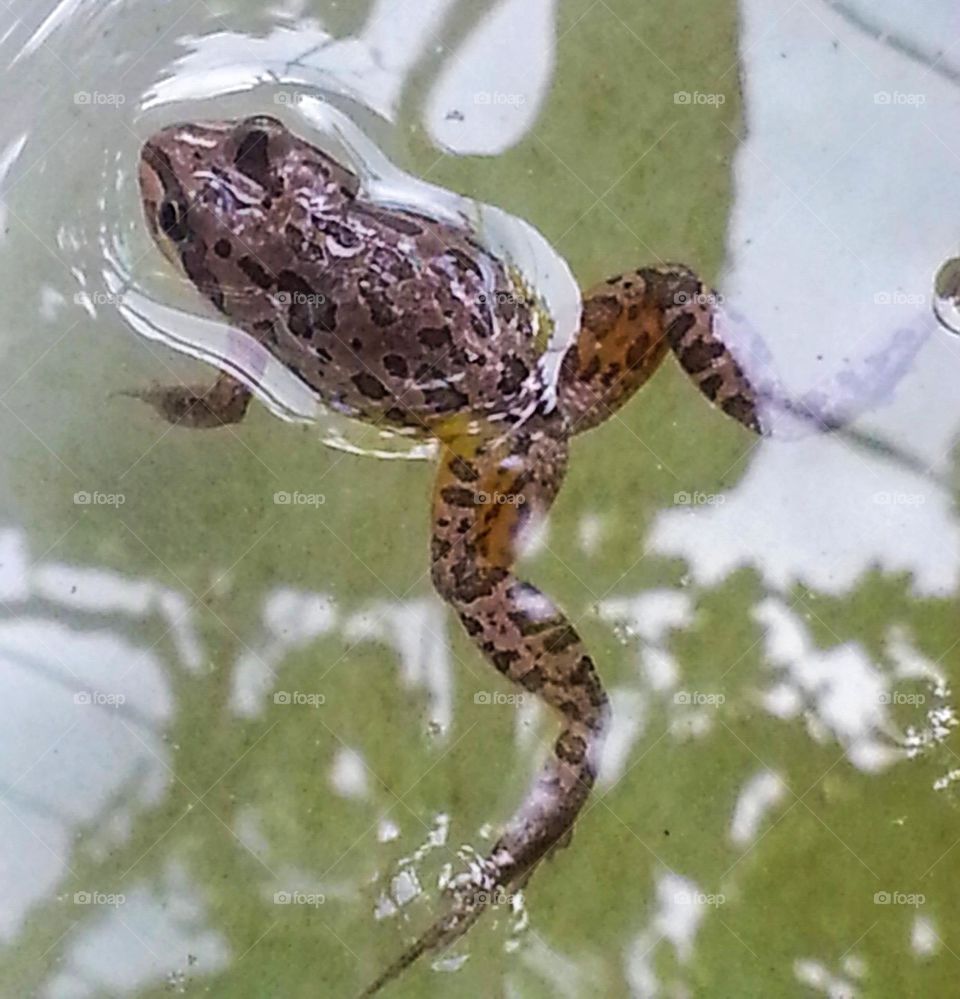 A frog having a swim photograph taken in Tooraweenah NSW Australia