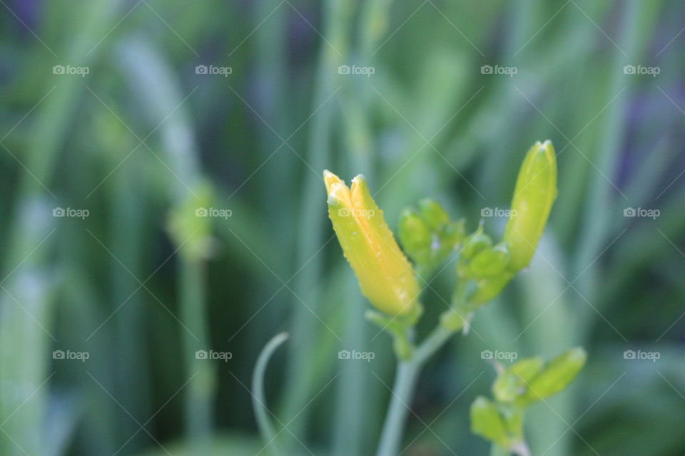 Water drop on flower