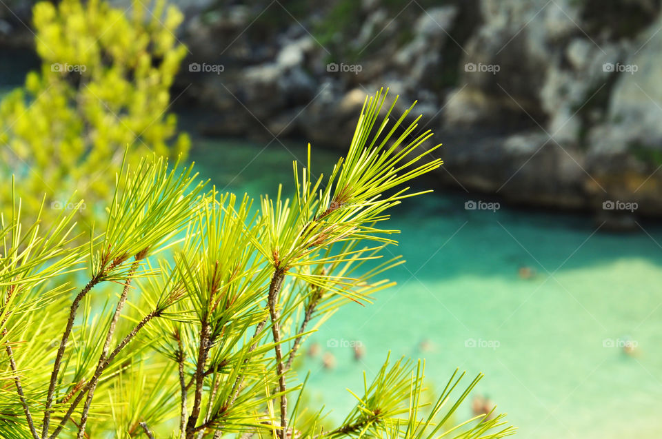 Pine and the sea