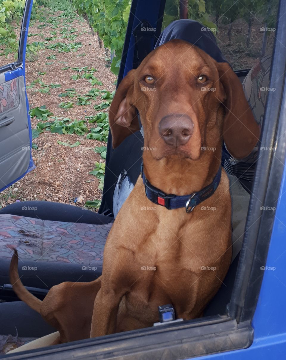 Look at the eyes dog