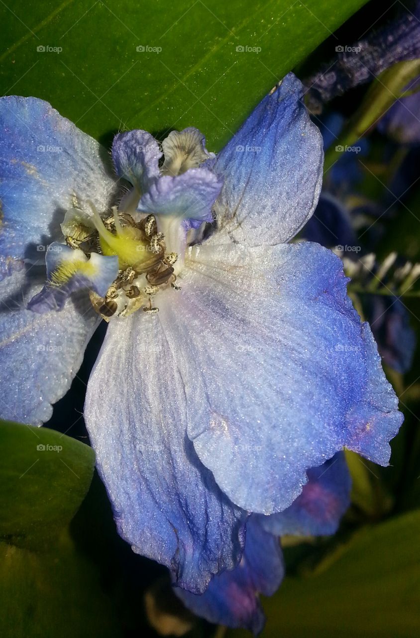 Delphinium
