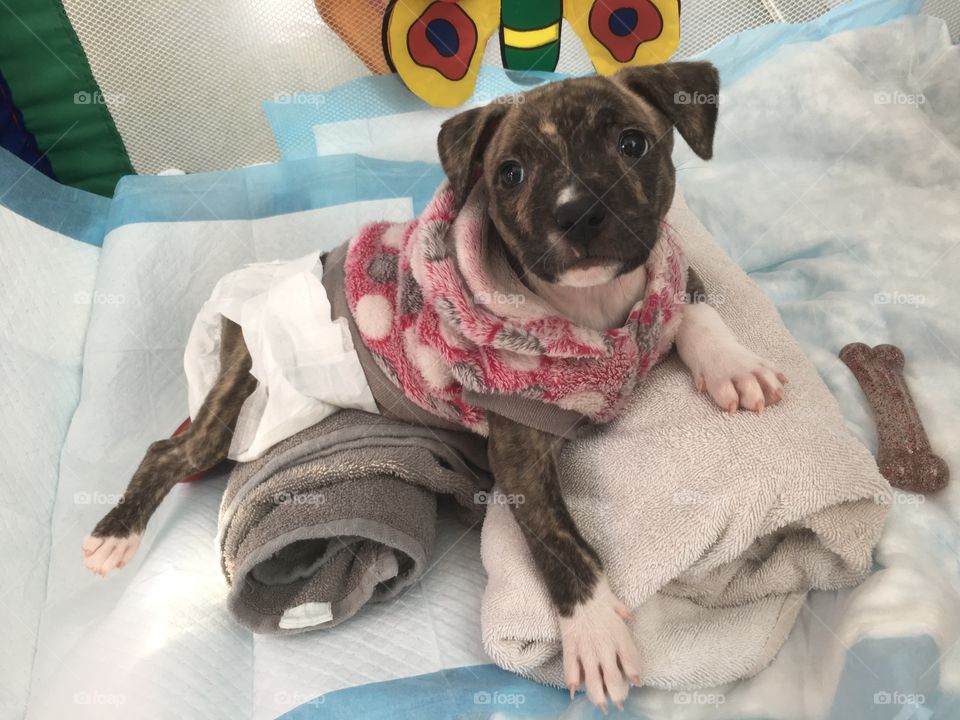 Dory, the handicapped swimmer pup