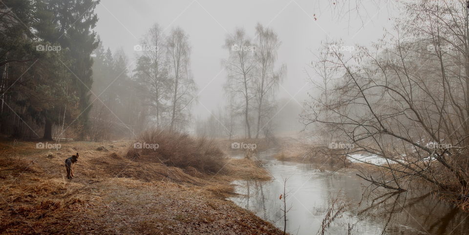 Misty morning in a spring forest with river