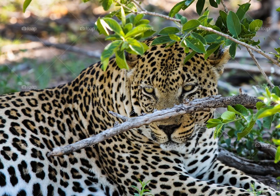 A male leopard waits by the roadside
