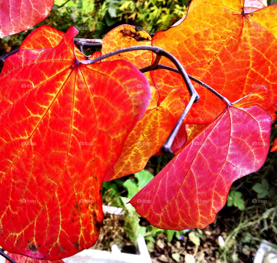 sweden garden botany red by rebelf