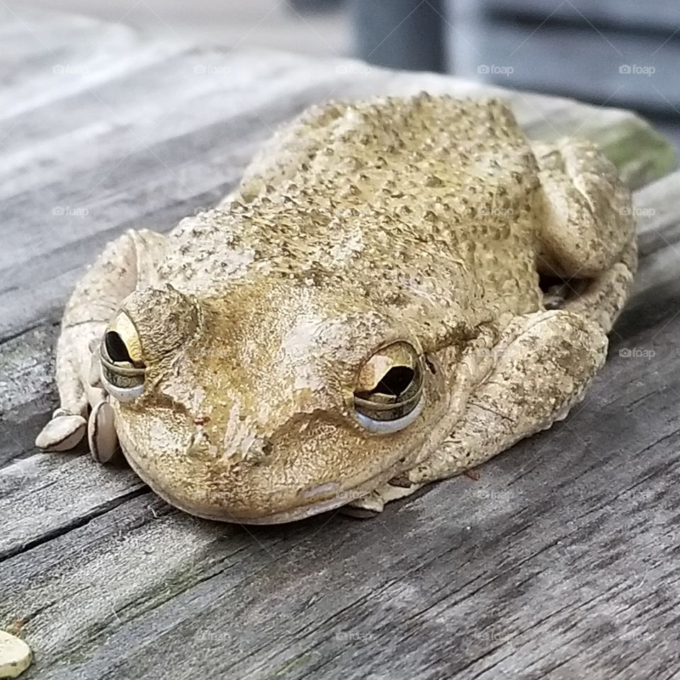 Big eyed frog on the back deck