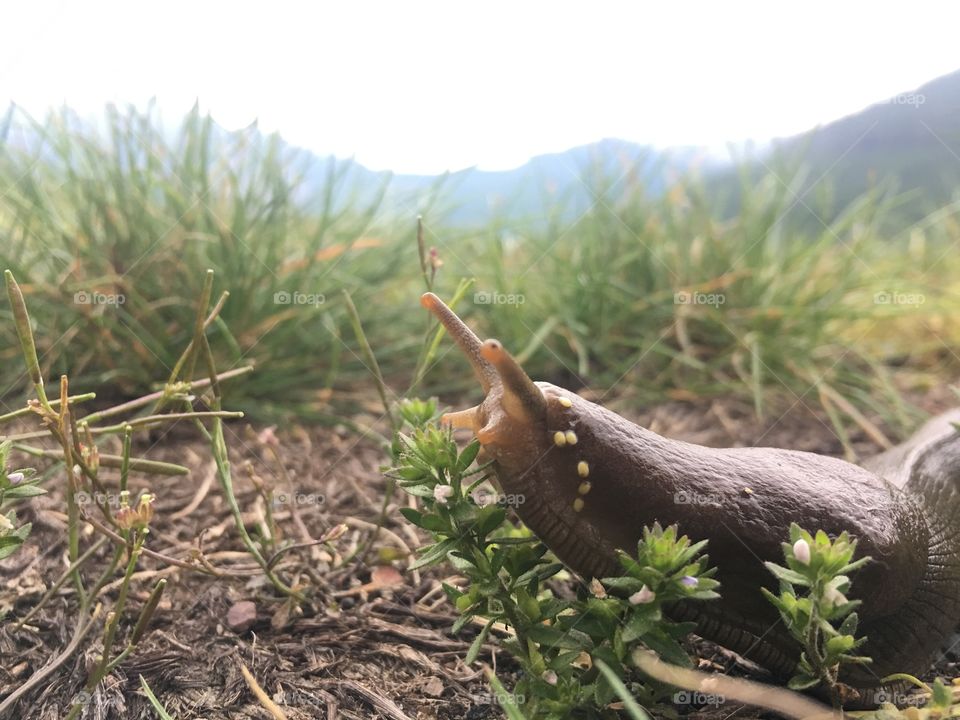 Slug crawling around in the mountains