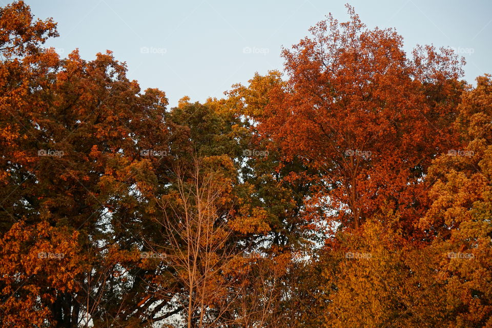 Fall trees 