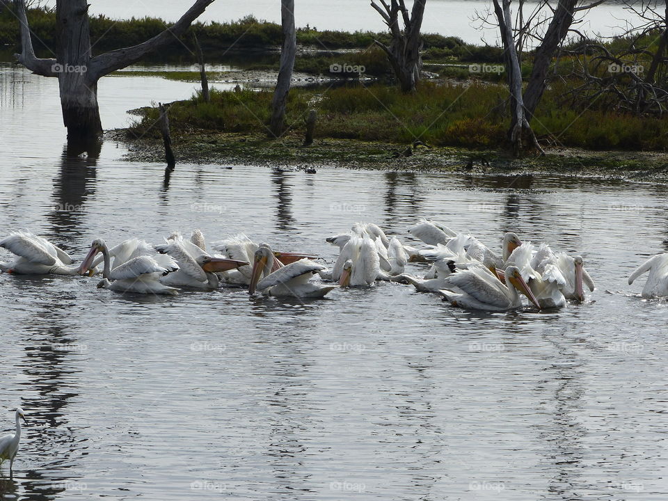 White pelicans feeding along along path