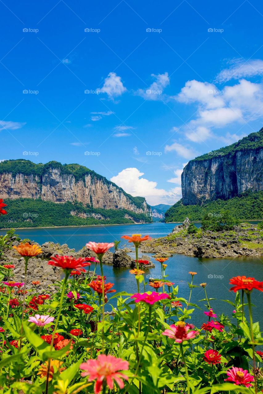 flower next to the lake and mountain