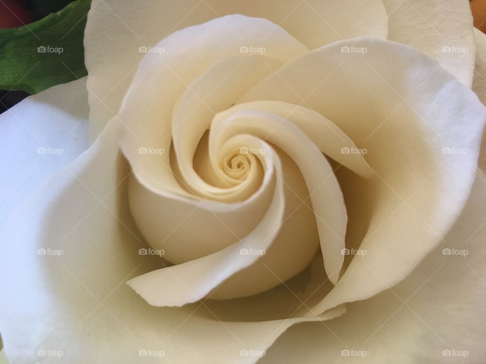 Close up of white rose.