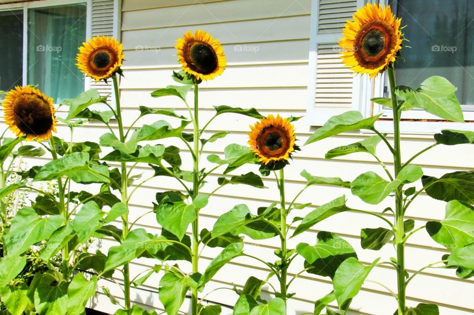 Sunflowers