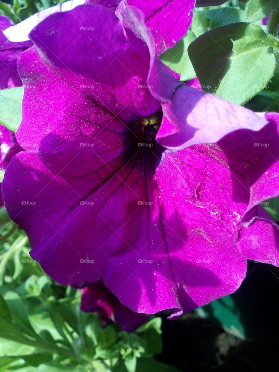 Sweet pea. the beauty of purple