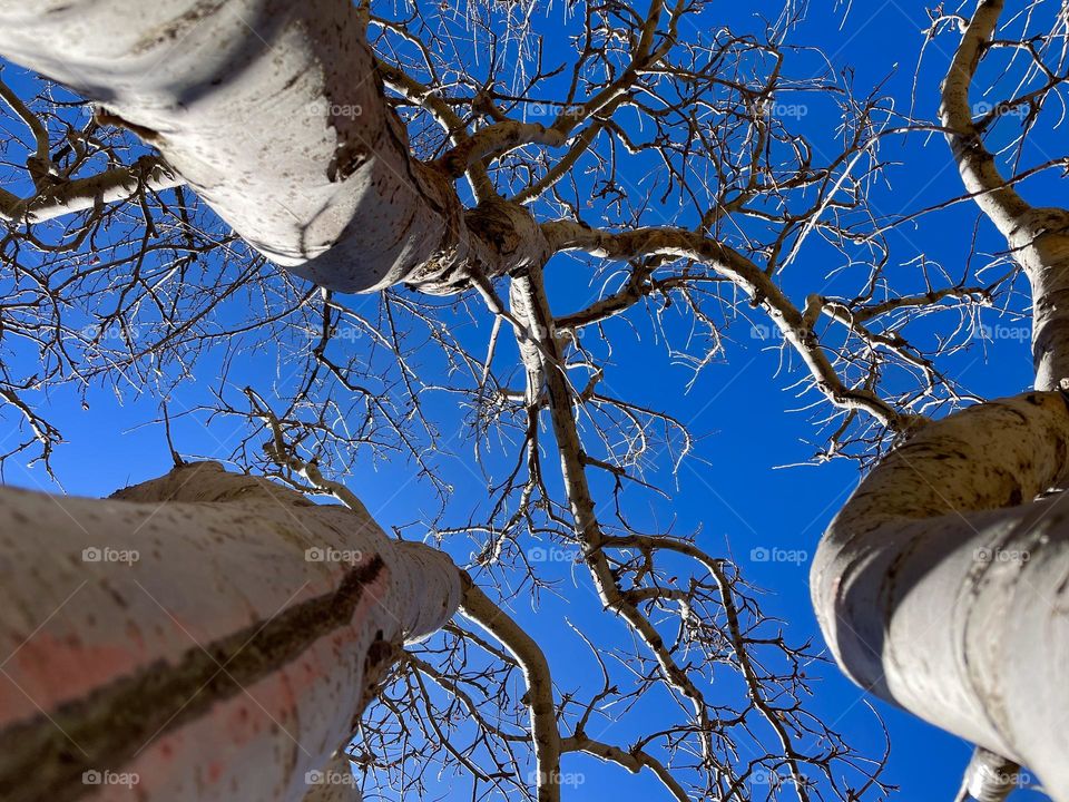 Ever strong ever growing 