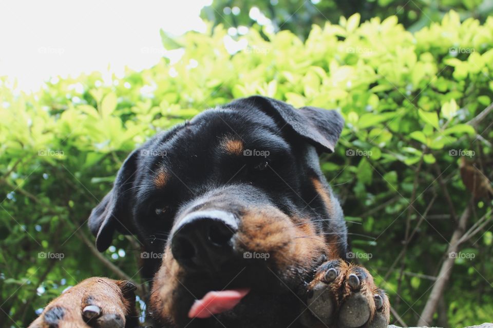 Rottweiler 