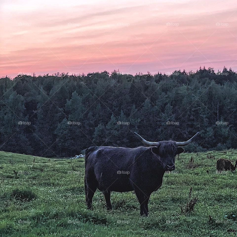 Black highland cow in a field with the sun setting behind him, black cattle on farm, black highland cows in Canada 