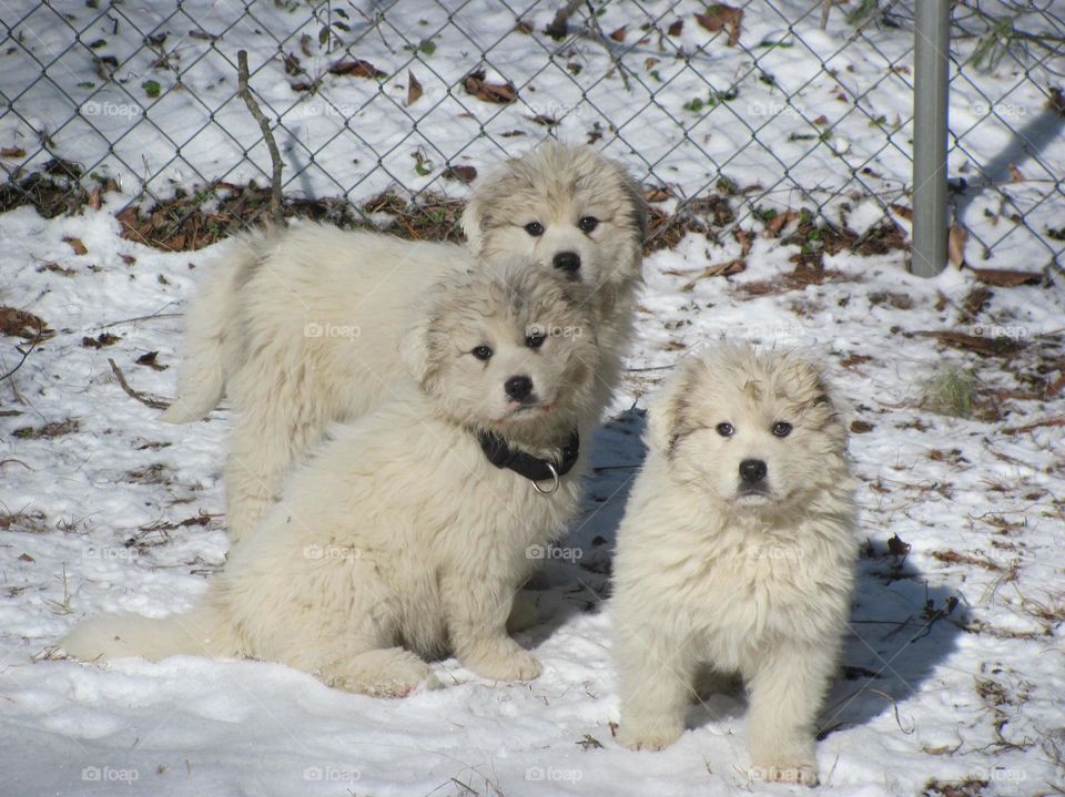 Pyrenees Puppies. Three Pyrenees Puppies in back yard after rescue from cave.