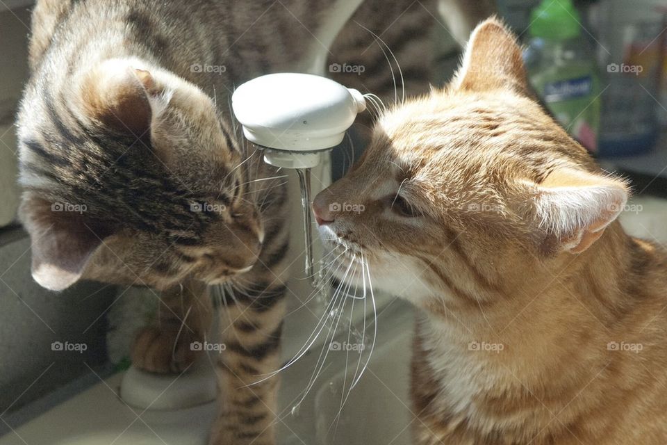 Cats drinking water