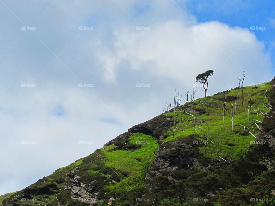 Lone tree on a hill. A tree perseveres atop a hill