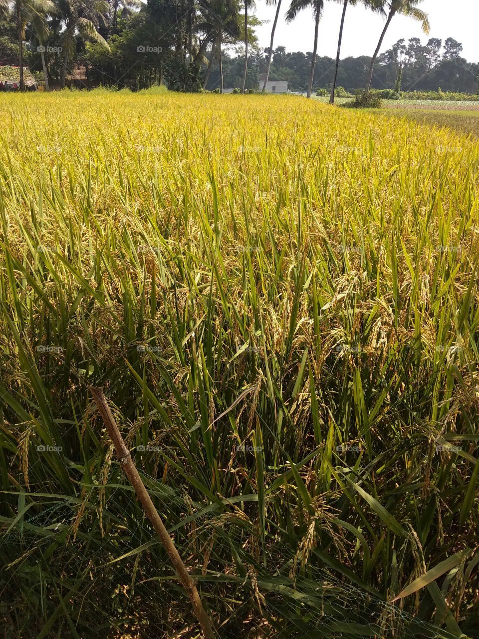 rice farming rural area