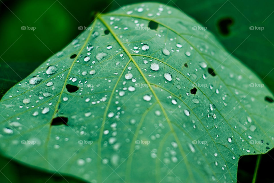 Dew on leaf