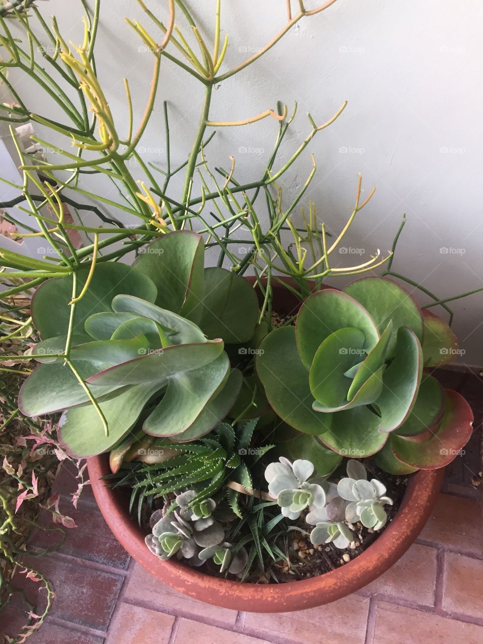 Succulents 