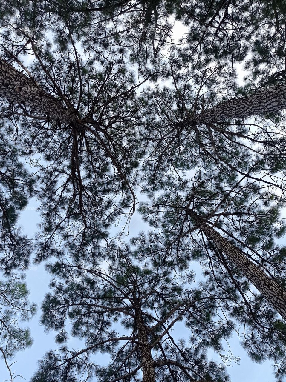 beautiful tree tops / lindas copas de árbol