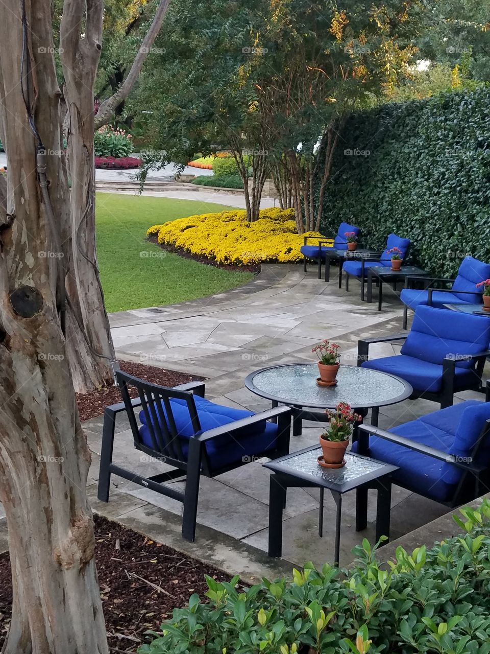Blue lawn chairs facing yellow mums