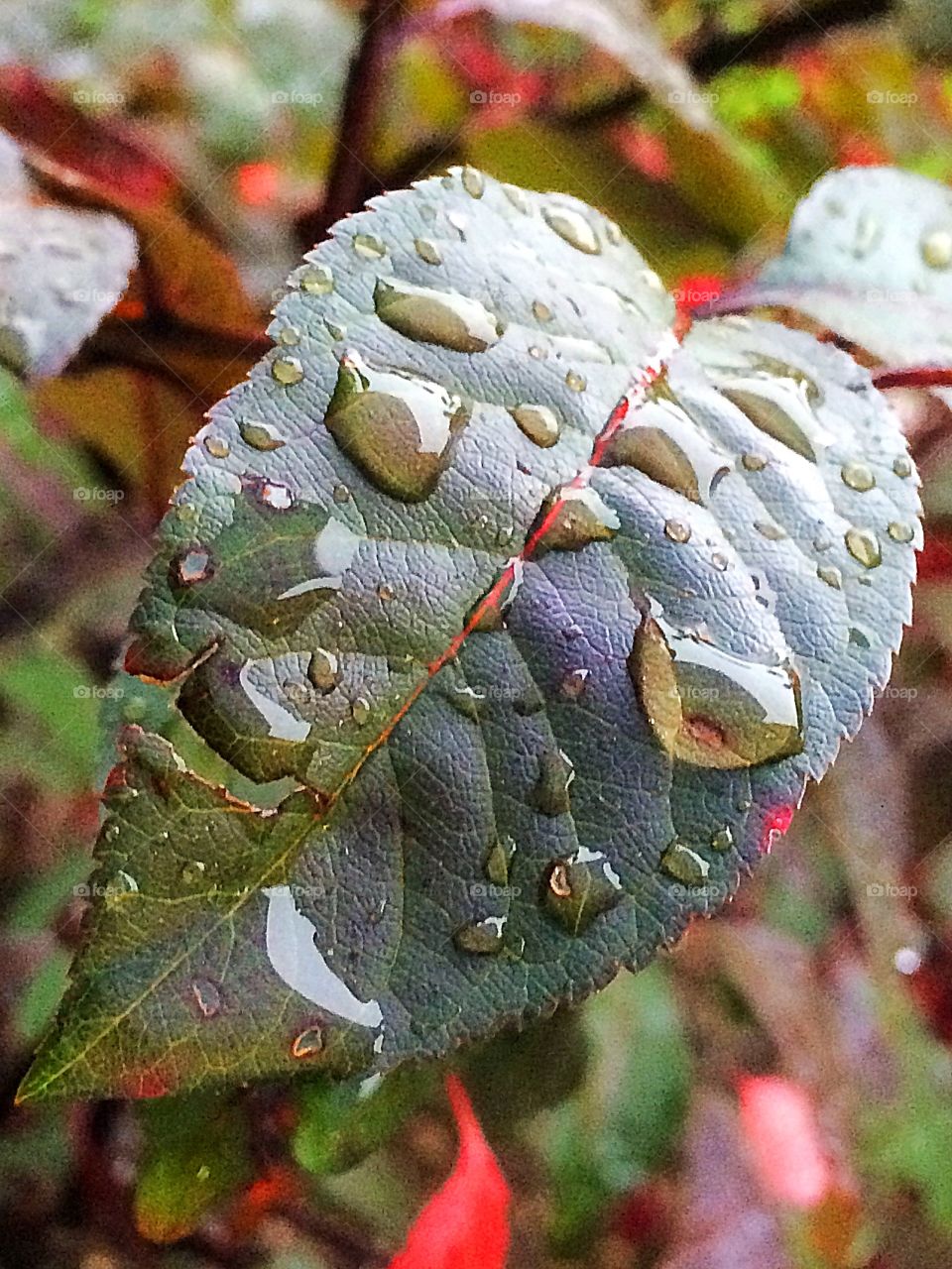 Wet leaf during rainy season