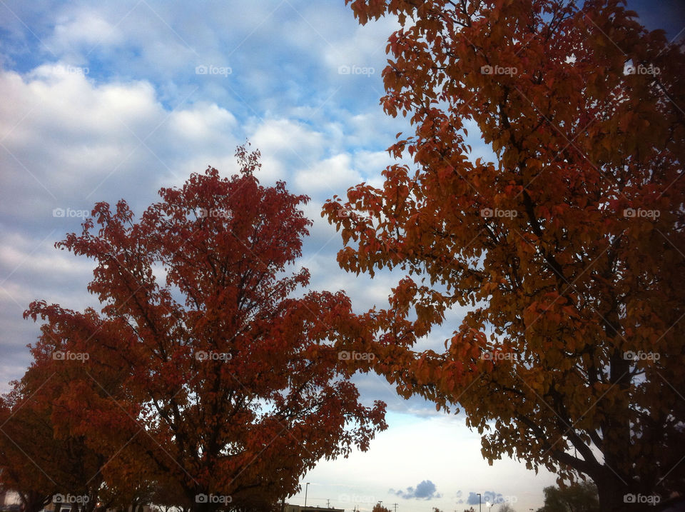 sky nature red trees by tonyalynn