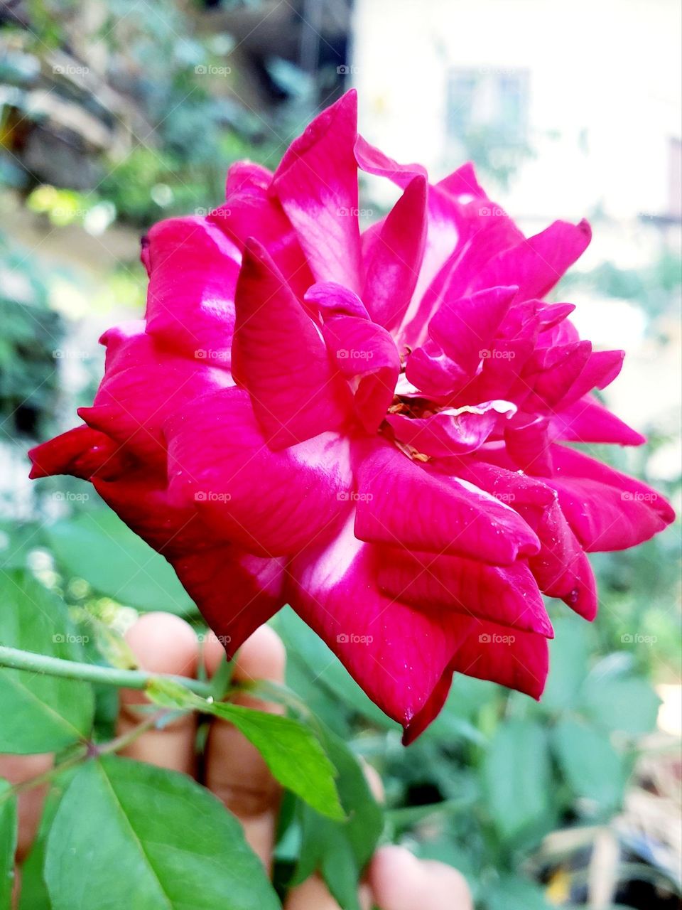 beautiful rose flower