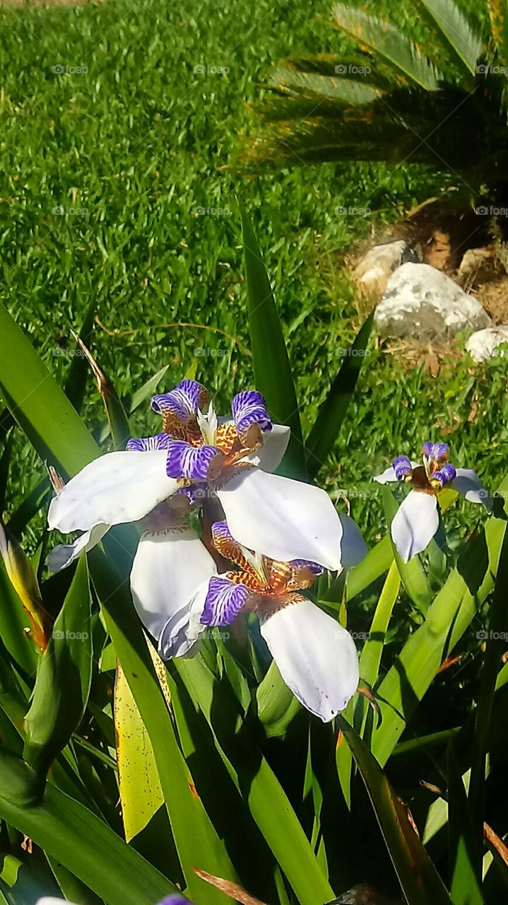 NATURE FLOWER GARTEN BOTANIK