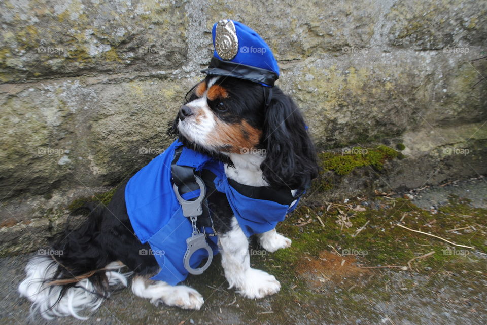 Walter the police dog Is ready to stope some crimes, and take down the bad guys. 