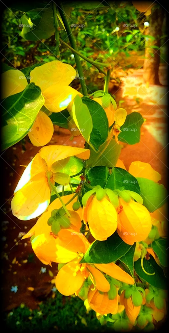 Yellow flowers, for thumbnail or image or wallpaper. Ahale flower.
