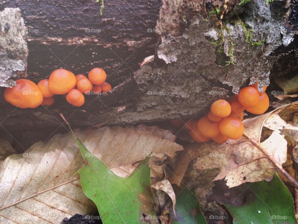 Fungi . Magical mushrooms in the Kentucky forests